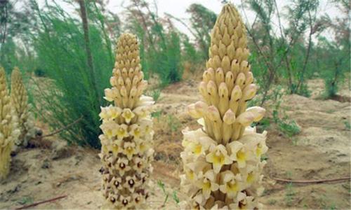 阿拉善右旗：让解放思想成为撬动沙山转型的杠杆