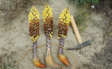 肉苁蓉研究取得新突破抗抑郁效果明显